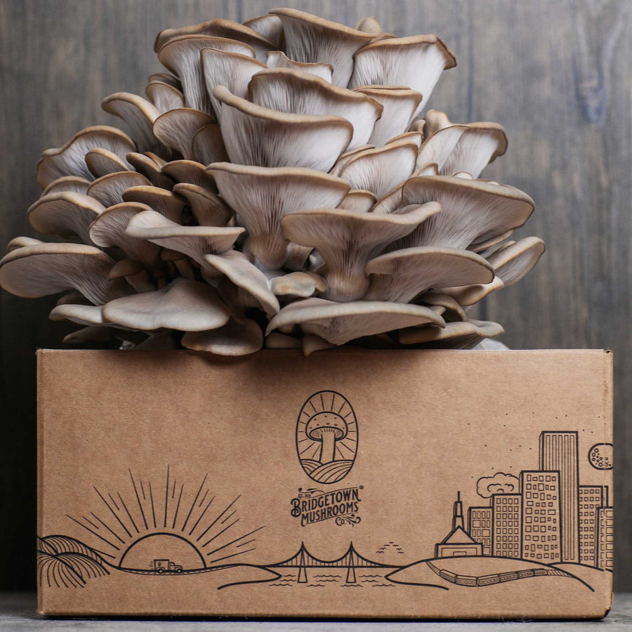 Mushroom Grow Kits - by Bridgetown Mushrooms E7
